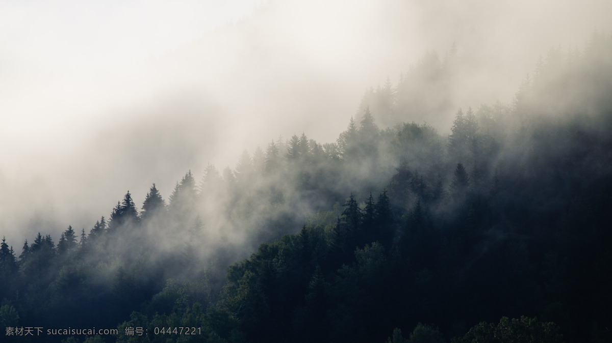 森林 云雾 树木 山坡 风景 自然景观 自然风光