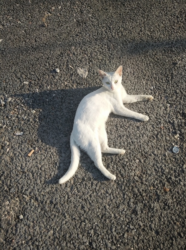 白猫图片 白猫 宠物猫 动物 野生动物 哺乳动物 瓷器 家猫 招财猫 动物雕像实物 生活百科 生活素材