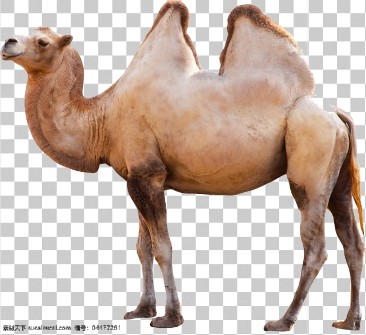 骆驼图片 骆驼 沙漠 沙漠骆驼 驼峰 动物 动物世界 生物世界 透明底 免抠图 分层图 分层 动物透明底 鸟类