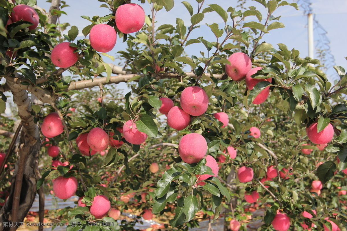 红彤彤的苹果 苹果 红彤彤 食物 水果 苹果树 自然生物 生物世界 树木树叶