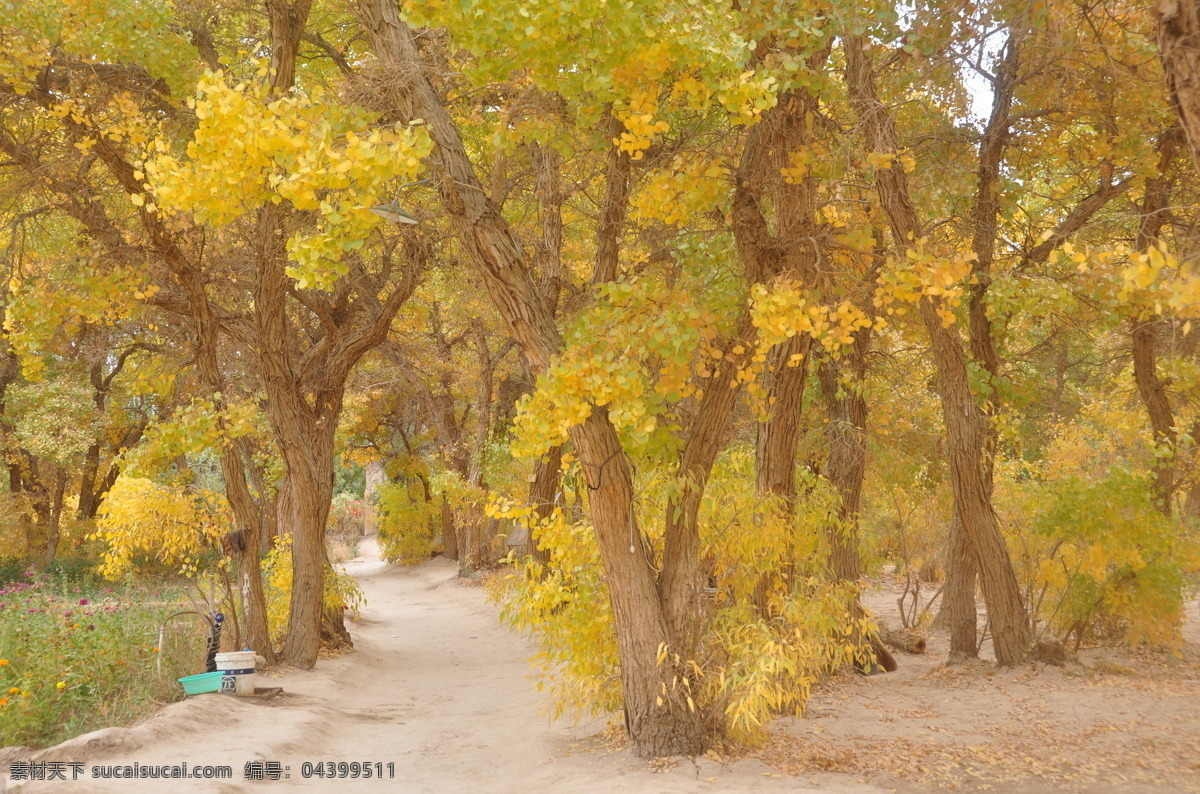 胡楊林 敦煌 敦煌旅游 風(fēng)景攝影 金色 秋天 風(fēng)景 敦煌胡楊林 國內(nèi)旅游 旅游攝影 棕色