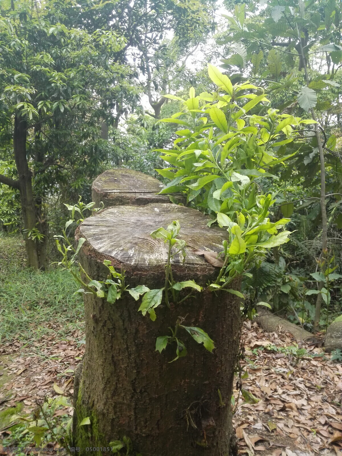 老樹(shù)樁的春天 老樹(shù)樁 春天 樹(shù)樁 木樁 小芽 樹(shù)芽 小葉 葉子 綠葉 植物 生物世界 樹(shù)木樹(shù)葉