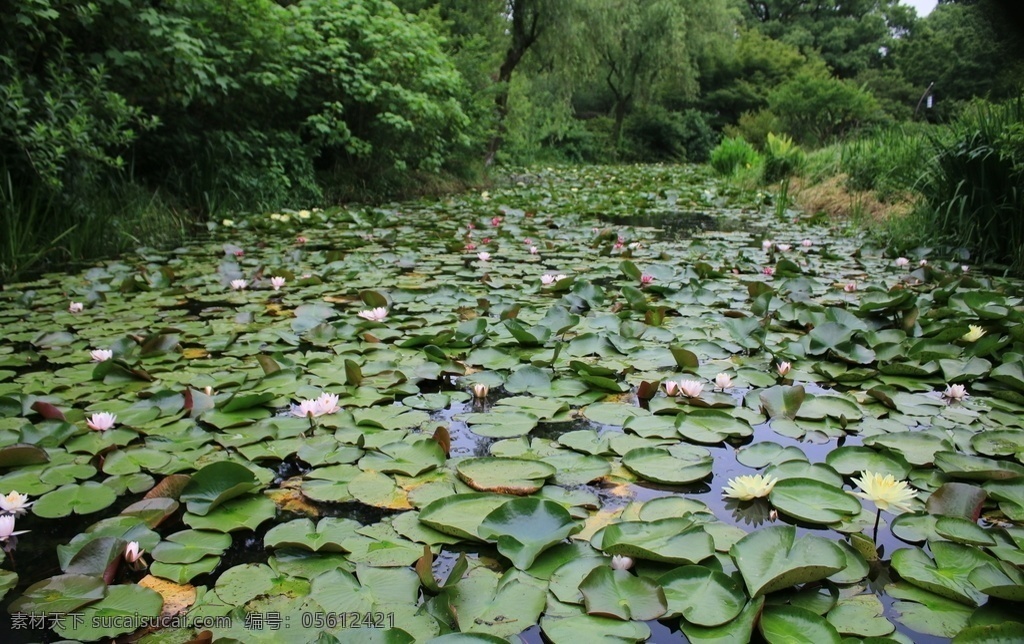 睡蓮荷花 花 葉 睡蓮 植物 花瓣 蓮花 夏天 美麗 旅游攝影 國內(nèi)旅游