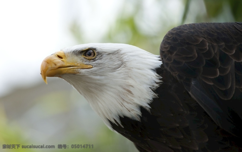白頭海雕 飛禽 猛禽 飛鳥 大鳥 海鳥 生物世界 鳥類