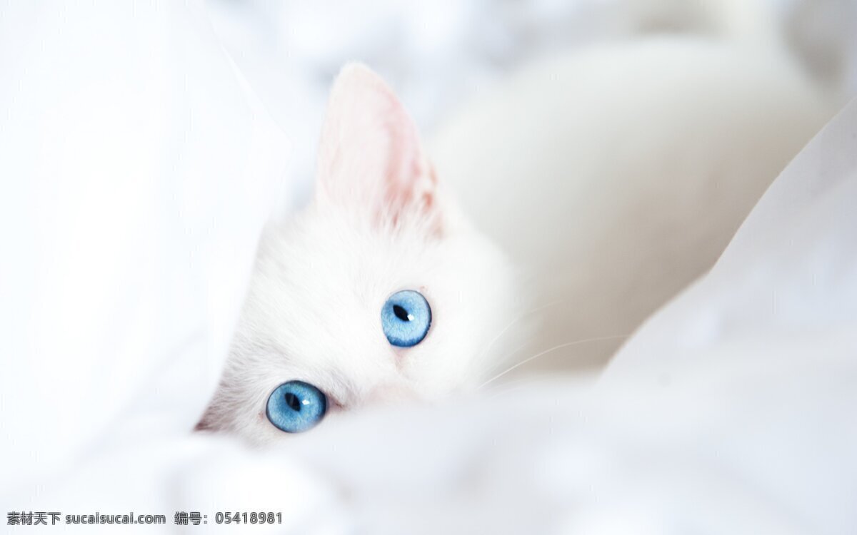 可爱 宠物 白色 猫咪 高清 猫咪桌面壁纸 高清桌面壁纸 猫猫 小猫