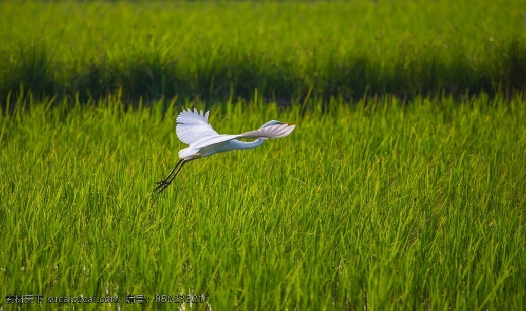 江苏 泗洪县 现成 群 白鹭 稻田 飞翔 鸟 飞翔的白鹭 自然景观 田园风光