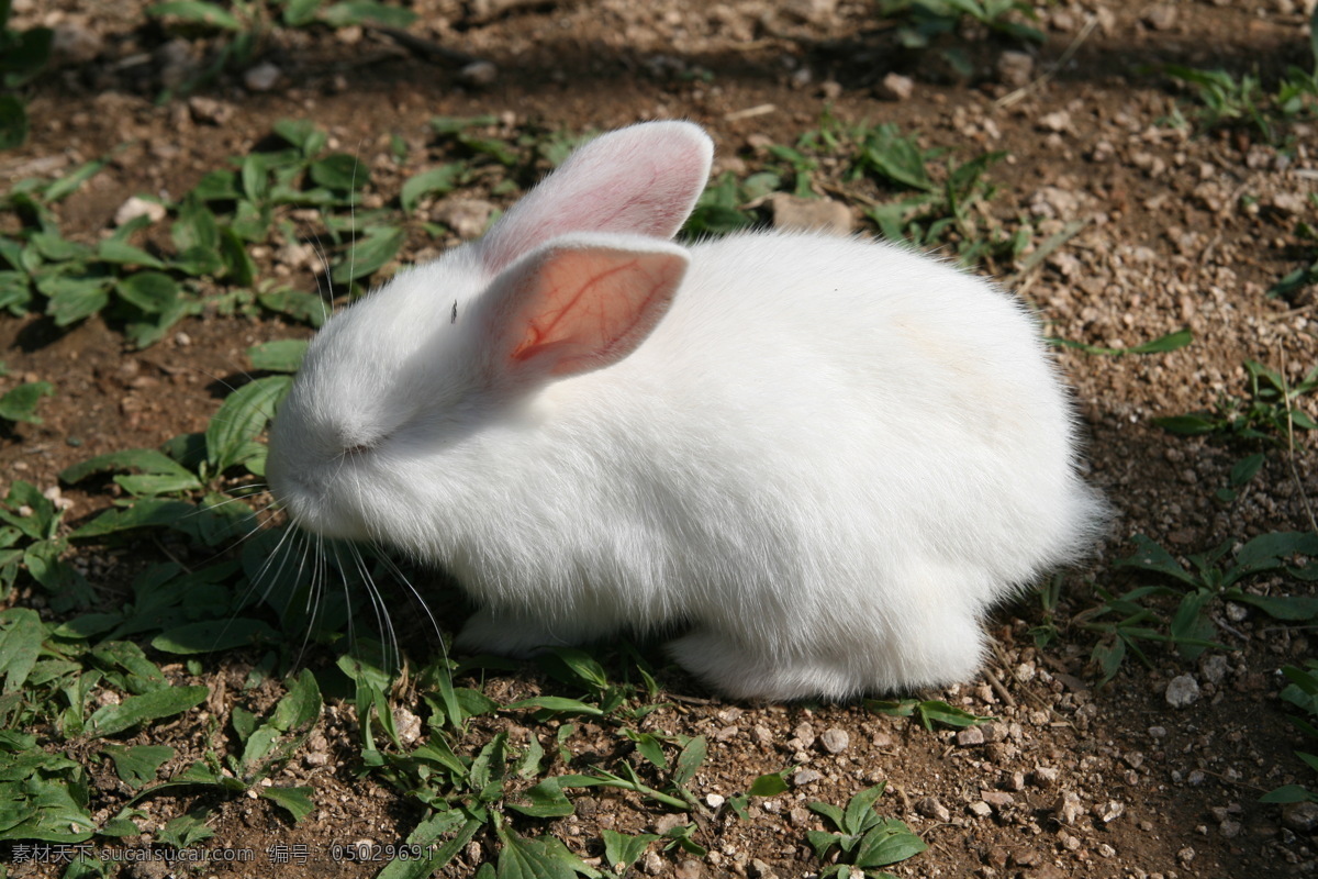 小白兔图片 小白兔 兔子吃草 可爱的兔子 食用兔子 白兔 兔子 生物世界 野生动物
