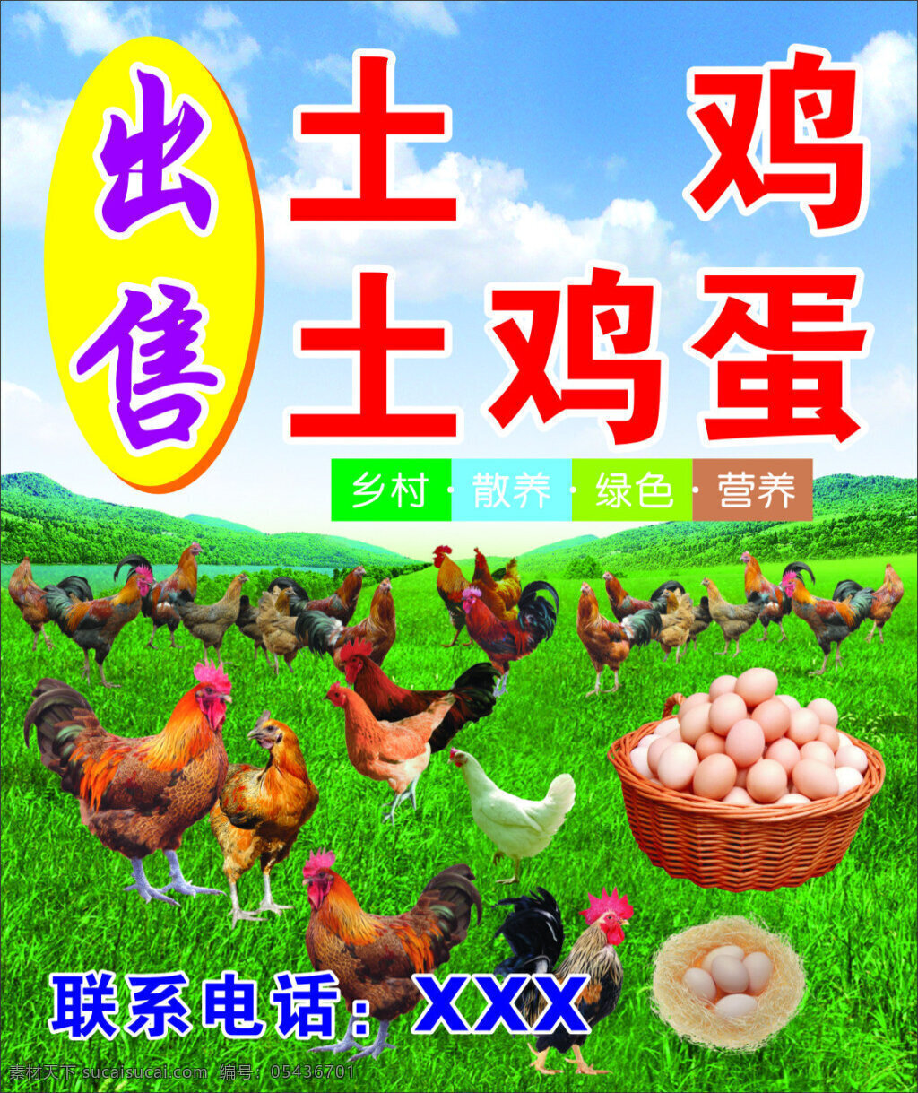 出售土雞 土雞蛋 母雞 公雞 雞窩 草地 藍(lán)天白云 鄉(xiāng)村 散養(yǎng) 綠色 營養(yǎng)