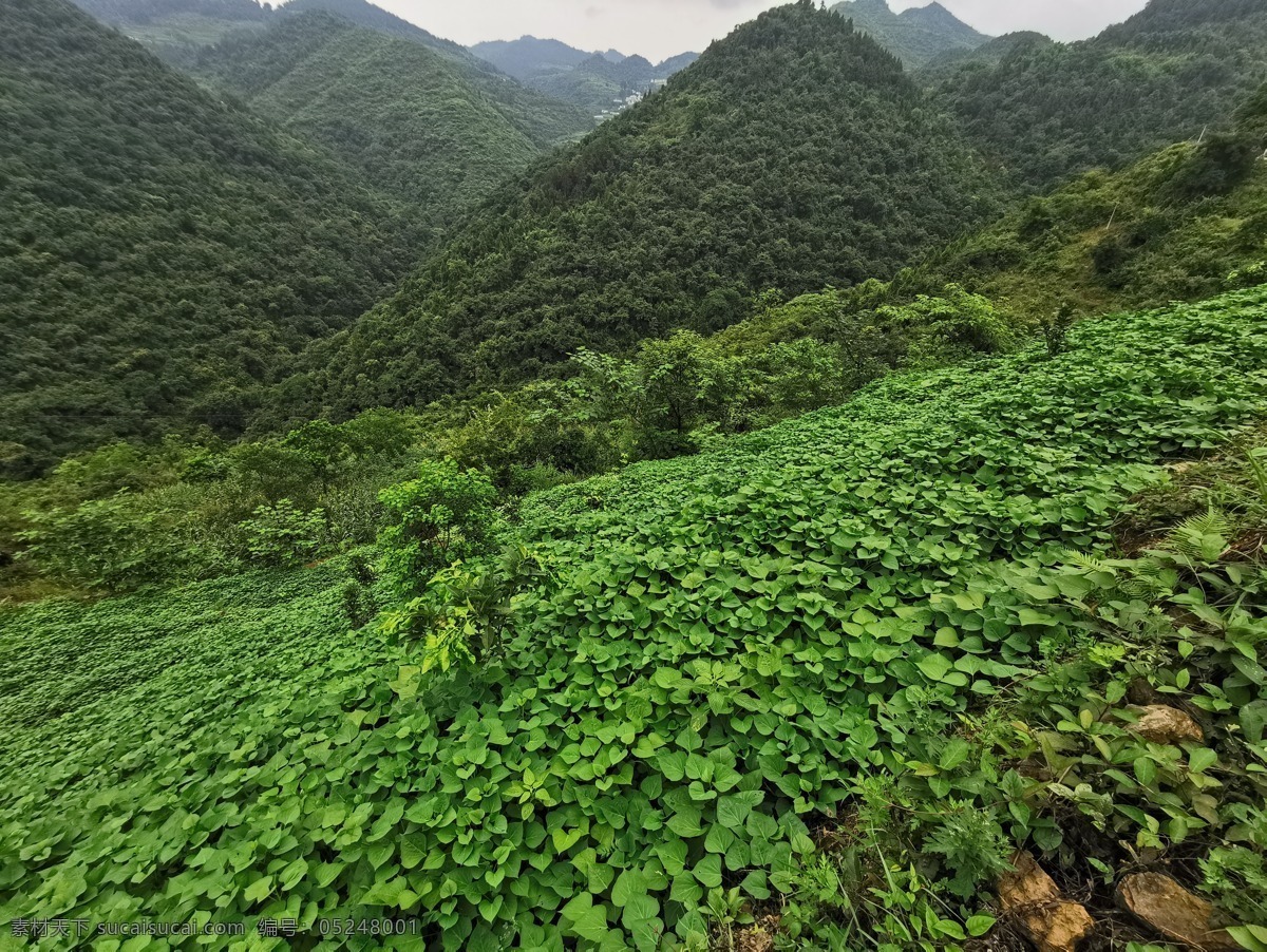 紅薯地 紅薯 地瓜 農(nóng)業(yè) 蔬菜 炒菜 綠葉 葉子 背景 紅薯藤 紅薯葉 農(nóng)產(chǎn)品 番薯葉 綠色食品 綠色背景 自然景觀 田園風(fēng)光