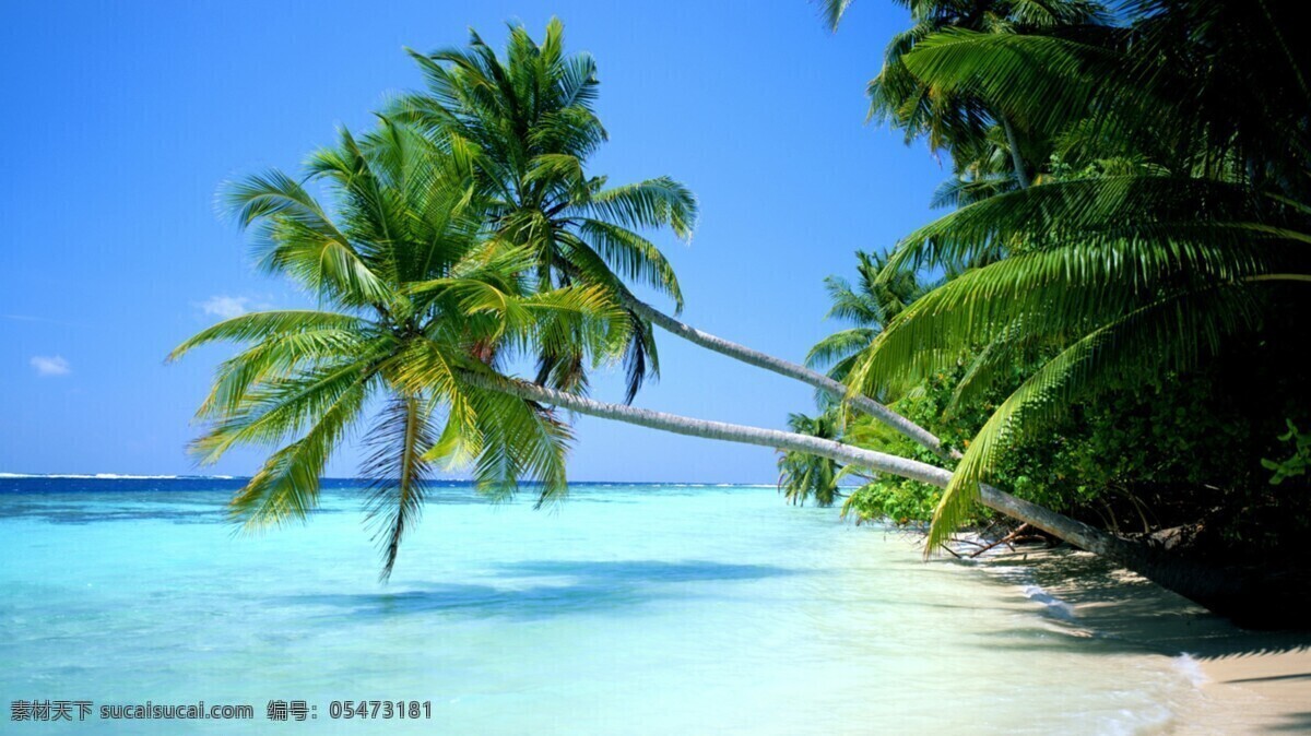 海滩 椰子树 照片 独家 夏日 阳光 沙滩 电脑桌面 自然风光 旅游摄影 自然风景