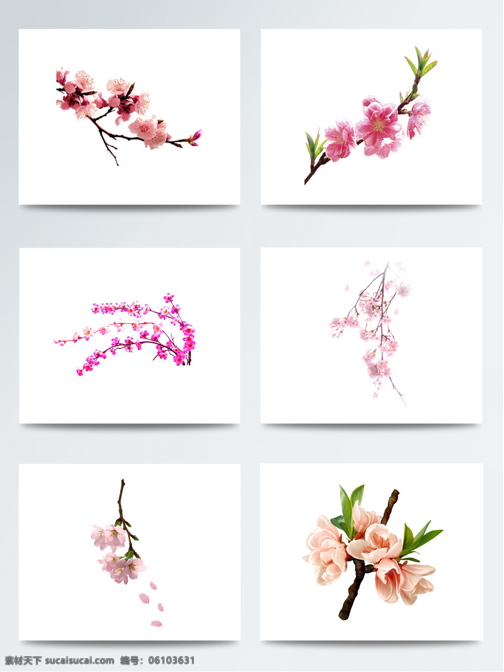 精美 驚蟄 桃花 枝 元素 彩色 寫(xiě)實(shí) 節(jié)氣 桃花瓣 桃花枝 免扣素材
