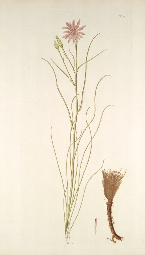 精美 繪畫 草本植物 圖譜 植物手繪 歐美復(fù)古 花卉花朵 清新淡雅風(fēng)格 花草繪畫 設(shè)計(jì)參考 繪畫素材 工筆畫 裝飾畫 插畫 植物圖譜 樹葉花朵 臨摹素材 復(fù)古繪畫 裝飾畫芯 葉片樹枝 樹干 植株 藥材植物 植物花朵 生物世界 花草
