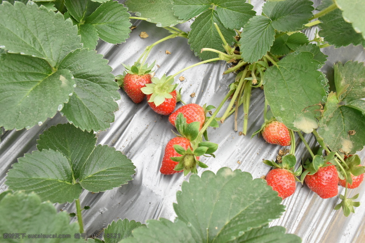 草莓图片 高清 草莓 植物 水果 新鲜 生活百科 生活素材