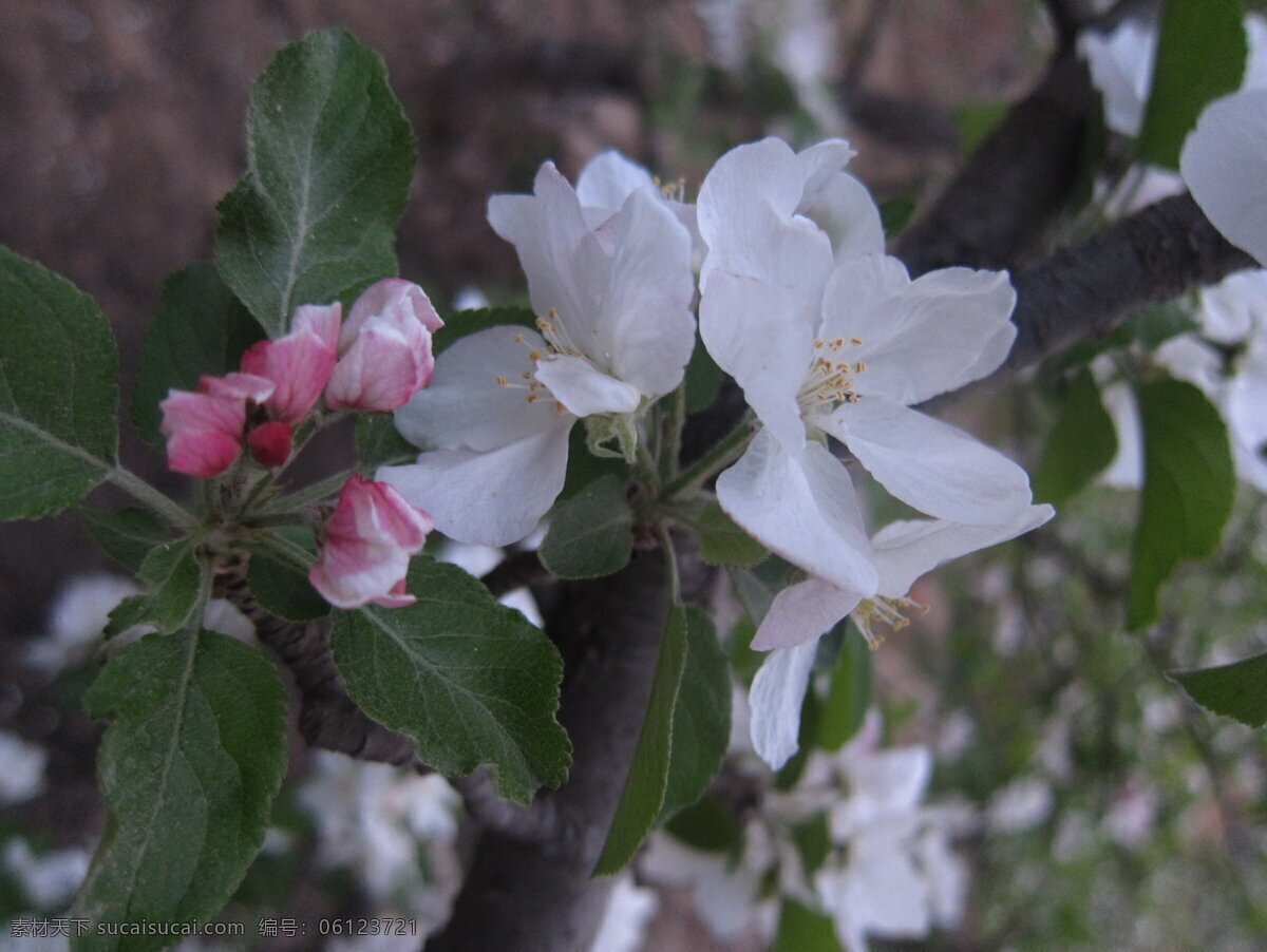 蘋(píng)果花 特寫(xiě) 白色 花 簇?fù)?粉紅花蕾 花草 生物世界 黑色