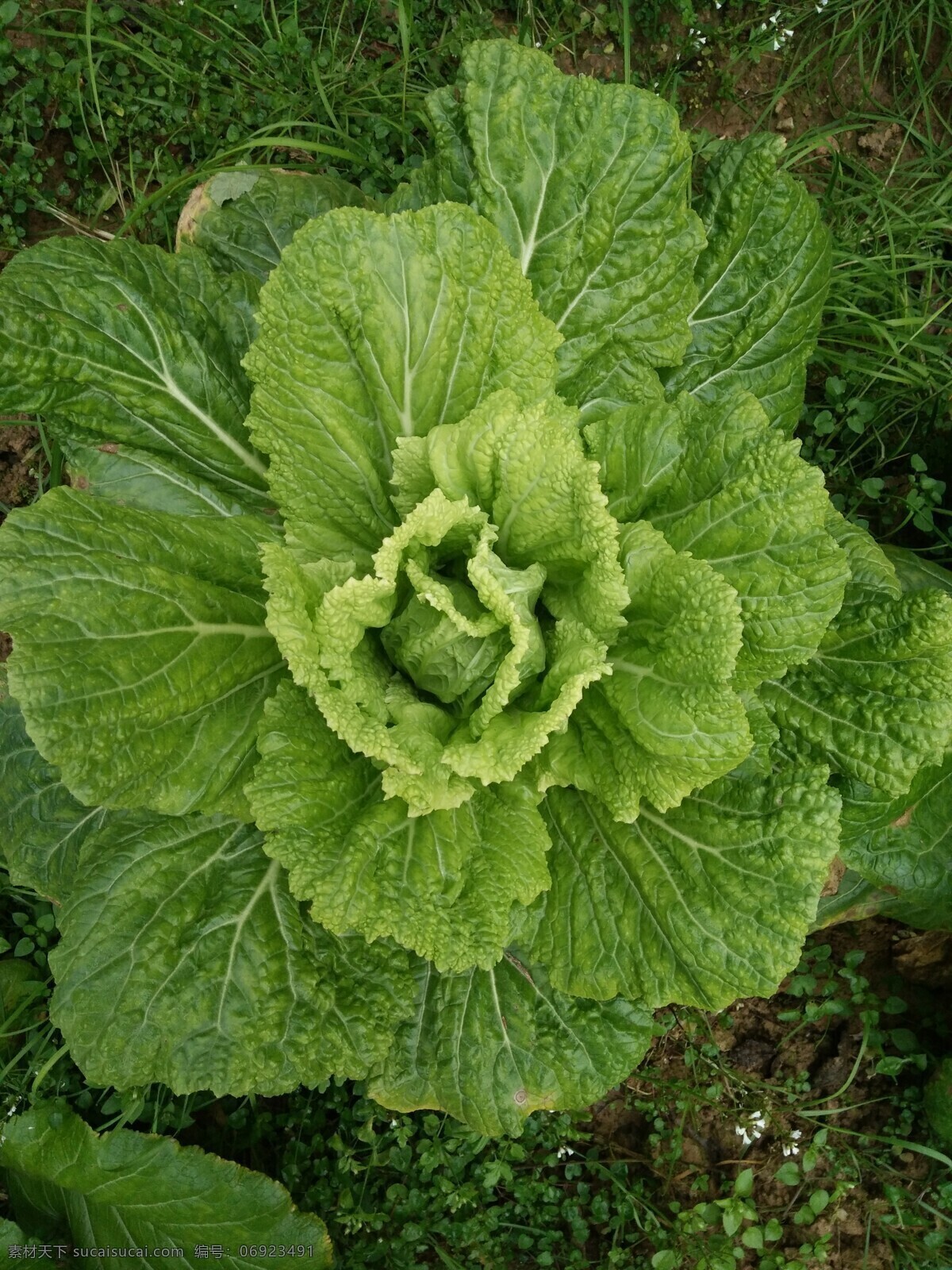 大白菜 青菜 田野 綠色蔬菜 農(nóng)作物 菜地 菜園子 鄉(xiāng)村 新農(nóng)村 田園風(fēng)光 栽培 綠色食物 地里白菜 白菜生長(zhǎng) 白菜種植 蔬菜之王 食材 生物世界 蔬菜