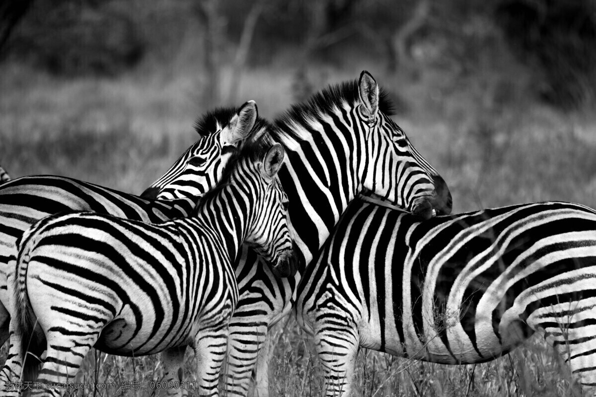 斑马 野生动物 非洲 动物 站在 一起 条纹 野生动物斑马 黑色