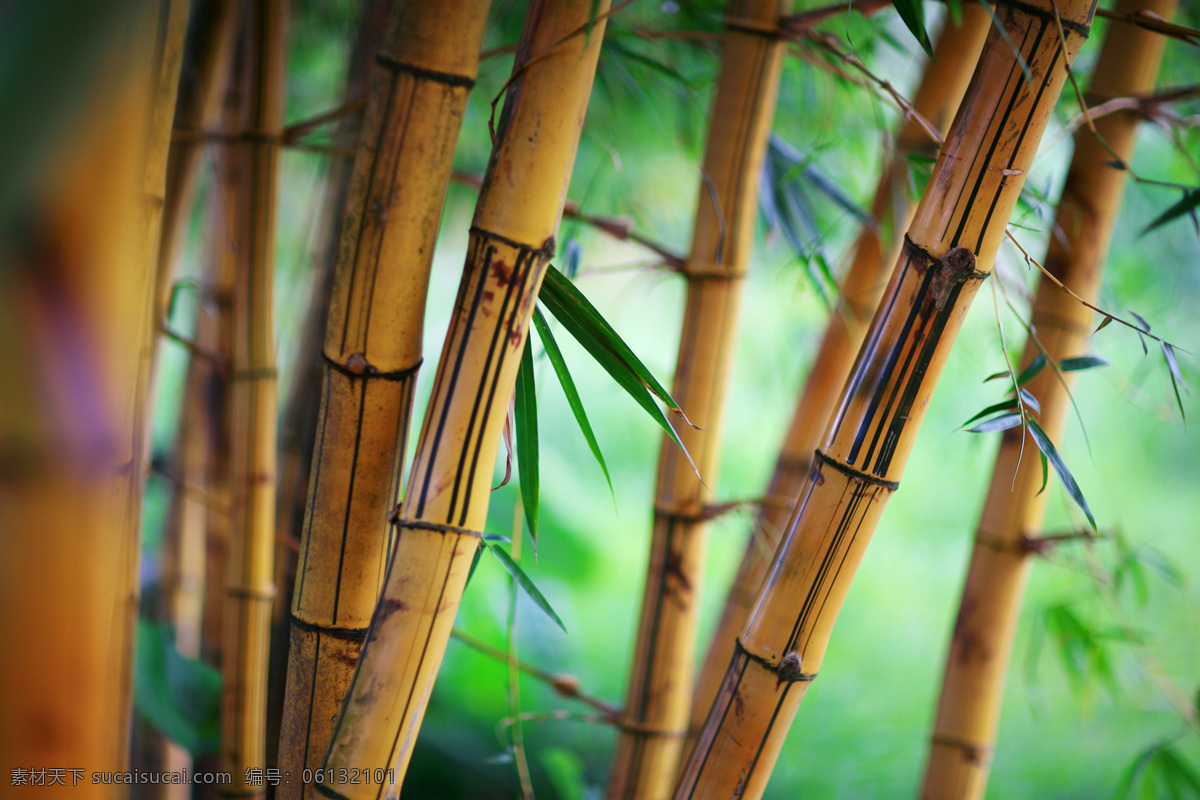 枯 竹 竹林 自然景观 背景 素材图片 枯竹 自然 景观 杂图