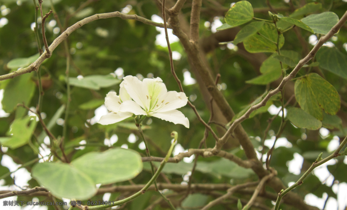 白色 花朵 特写 图 白色的花 鲜花 照片 摄影图 风景 叶子 植物 风光