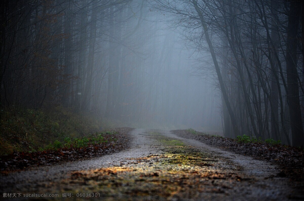 神秘树林 路 林 雾 光线 性质 树木 秋天 路径 环境 神秘的 小路 绿叶 灰色 雾汽 森林 之光 树 线索 神秘 背景 壁纸 自然景观 自然风景