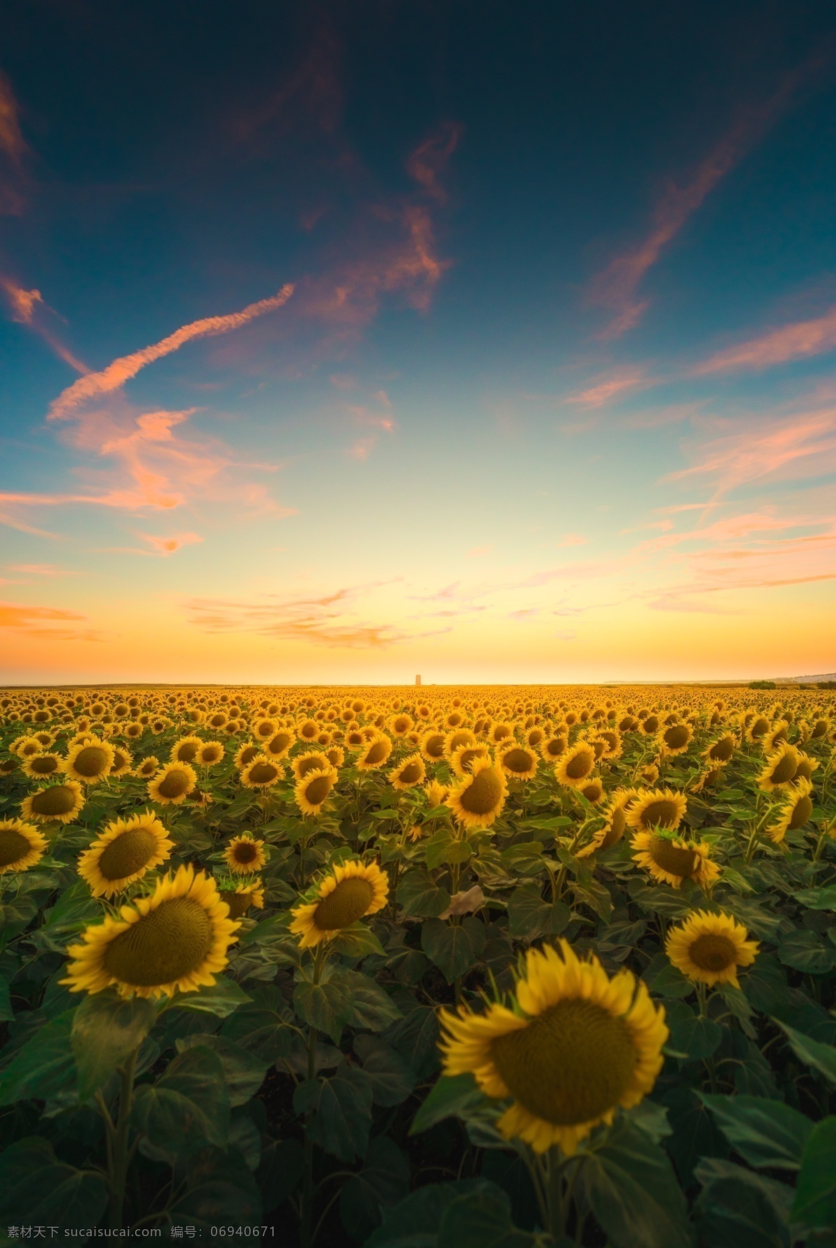 向日葵 花海圖片 黎明 早晨 花海 花 天空 夕陽 旅游攝影 自然風(fēng)景