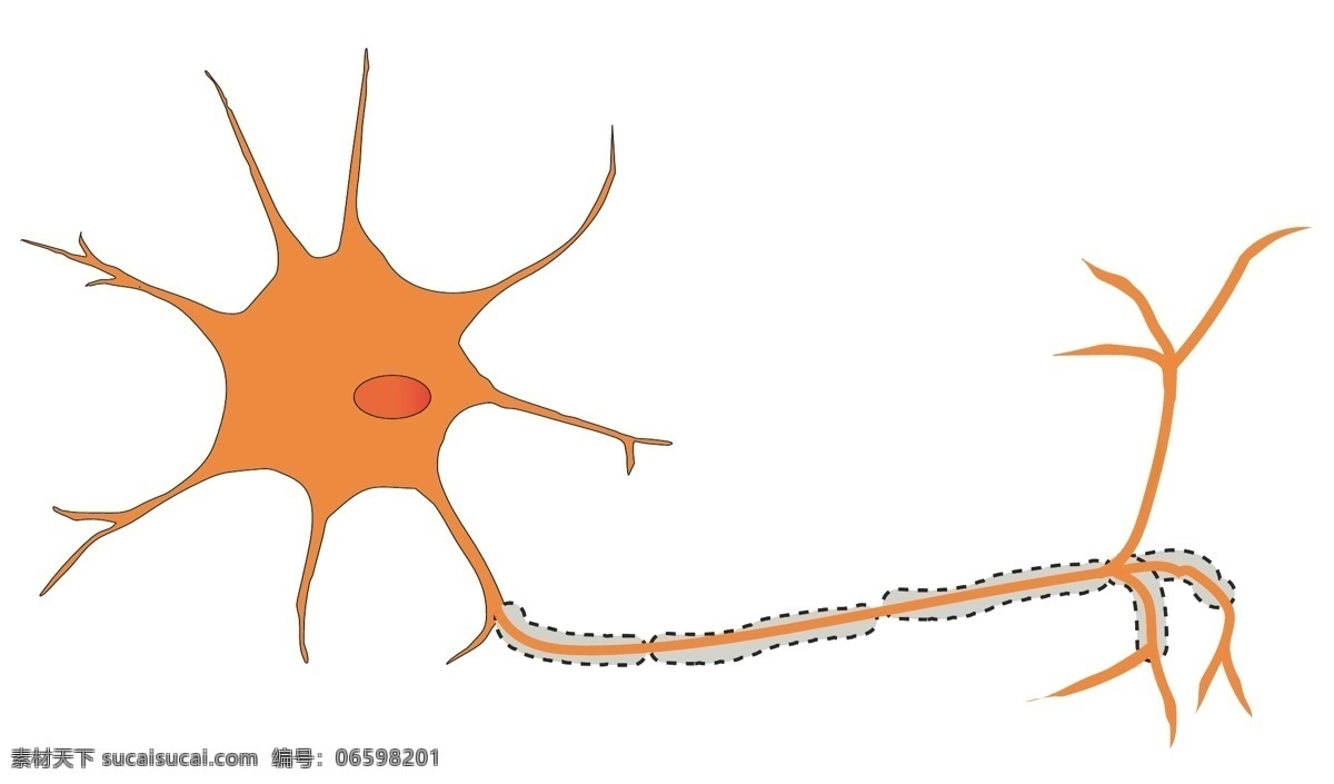 神经细胞 矢量 神经 细胞 示意图 生物世界