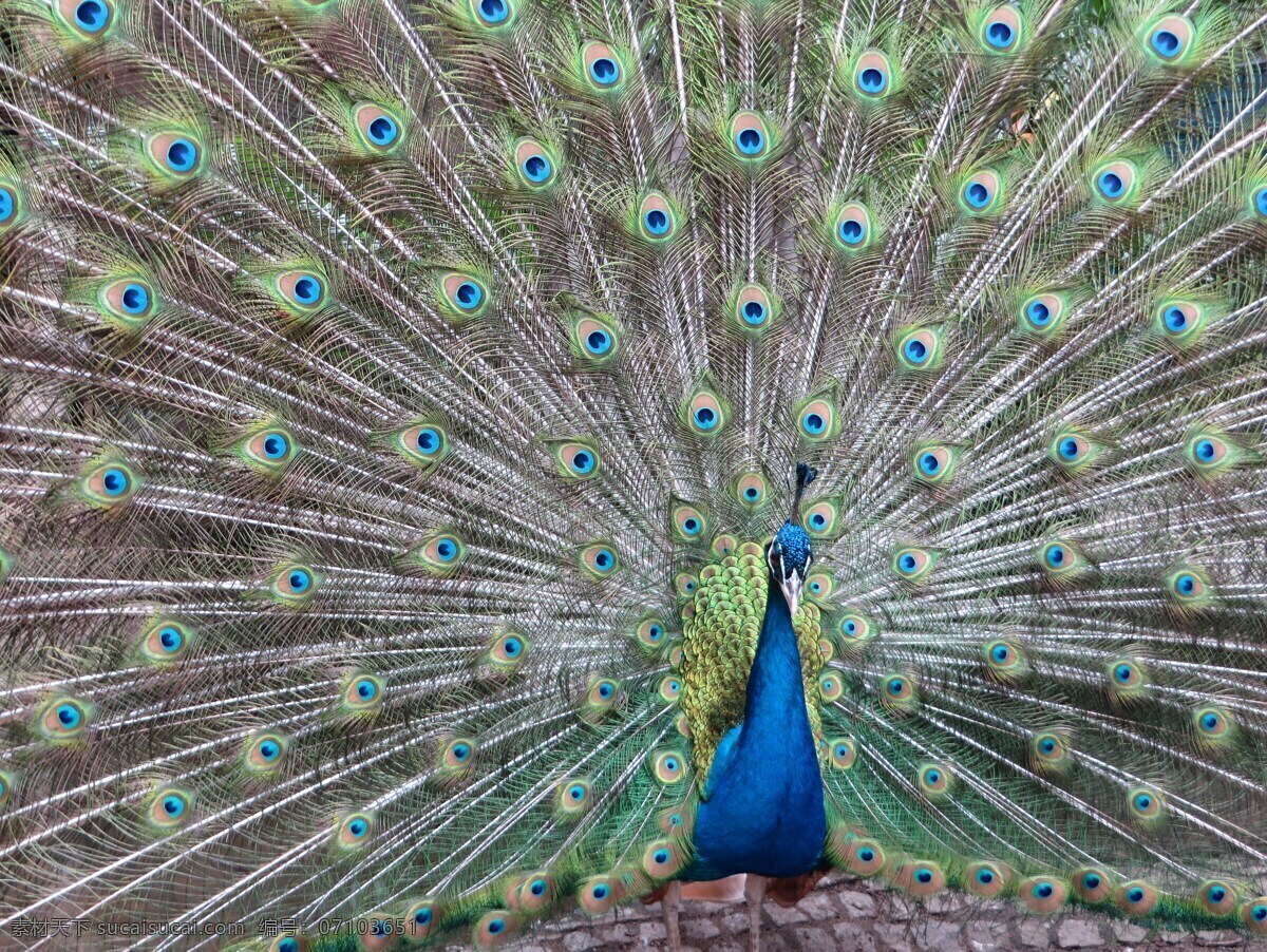 孔雀開屏 孔雀 開屏 羽毛 尾屏 觀賞鳥 禽類 鳥禽 飛禽 水鳥 動(dòng)物 綠孔雀 藍(lán)孔雀 白孔雀 黑孔雀 吉祥 善良 美麗 華貴 飛鳥 昆蟲 生物世界 鳥類