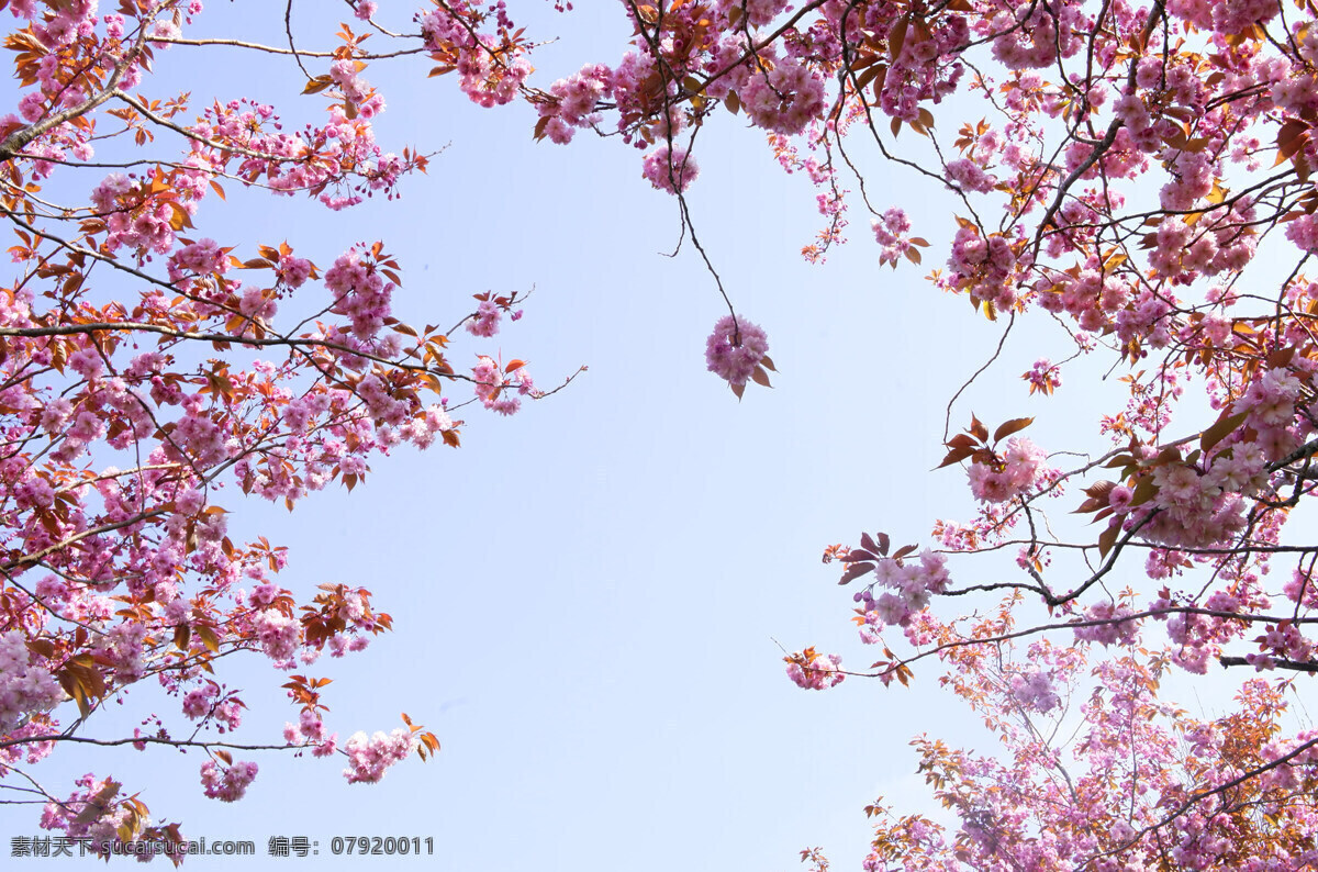 花朵 花 立春 春分 粉色花朵 樱花 桃花 繁花似锦 这花那草