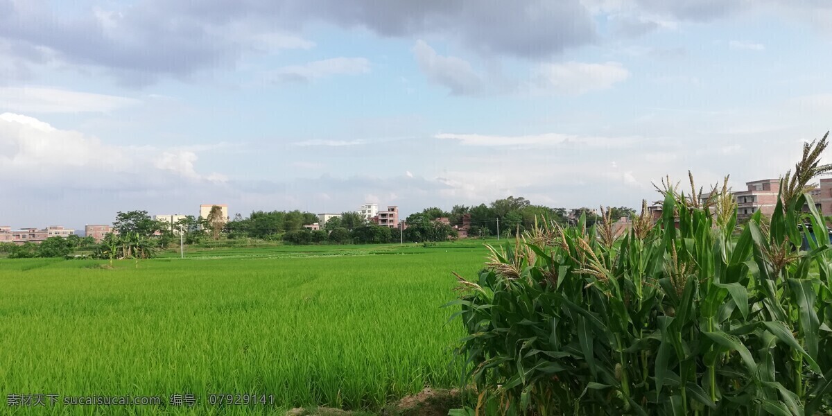 乡村田野风光 田野 田园 农作物 稻田 水稻 庄稼 农田 田园风景 田野风景 田野风光 田园风光 生物世界 花草