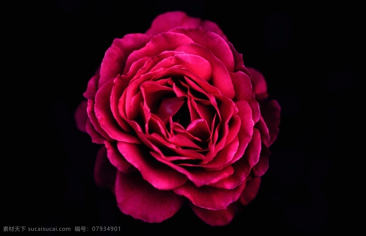 紅玫瑰黑背景 紅玫瑰 黑背景 深黑 花朵特寫 玫瑰花 攝影圖 自然景觀 自然風景