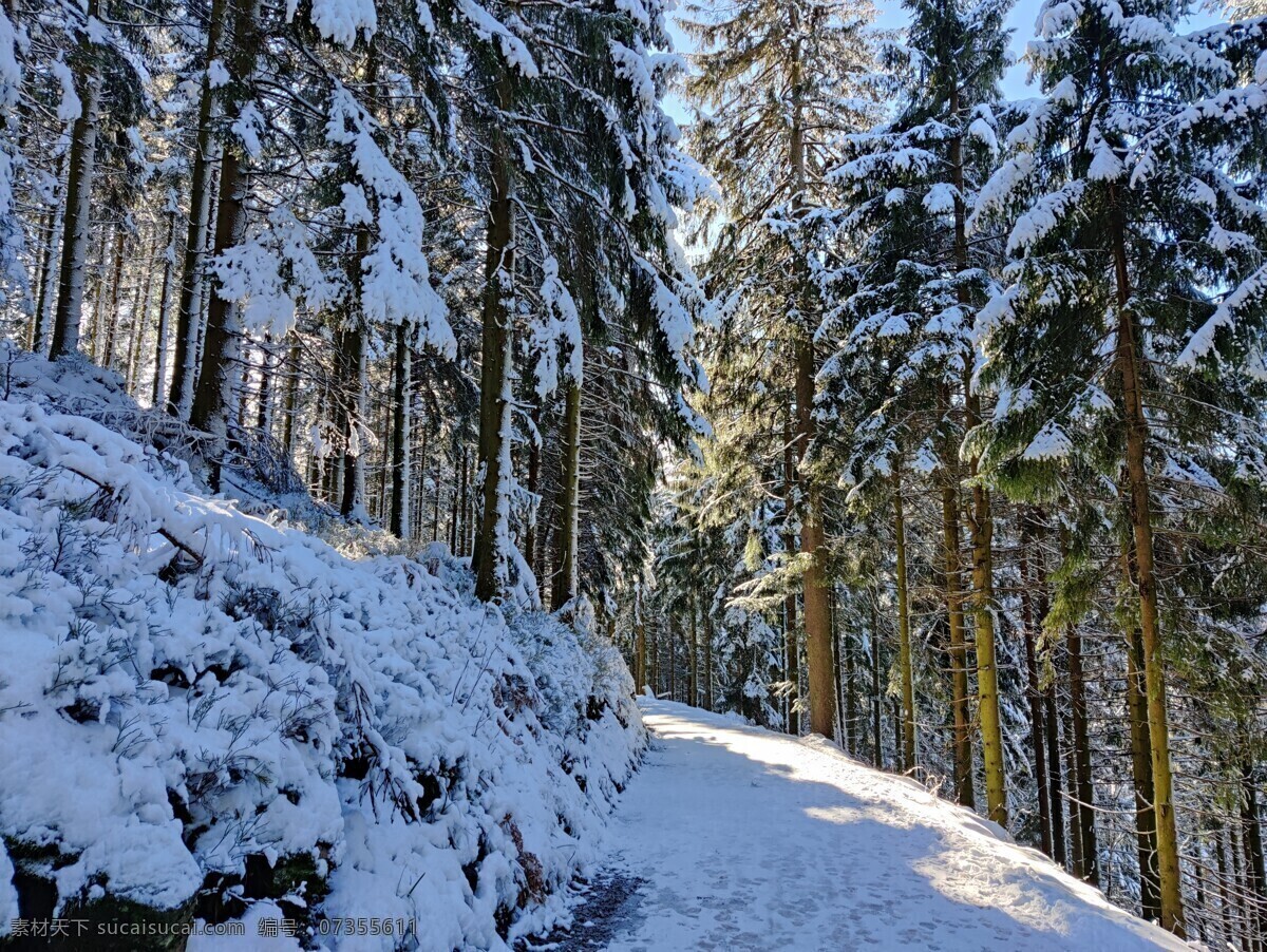 冬天 大雪 森林树木 风景图片 森林 树木 风景 自然景观 自然风景