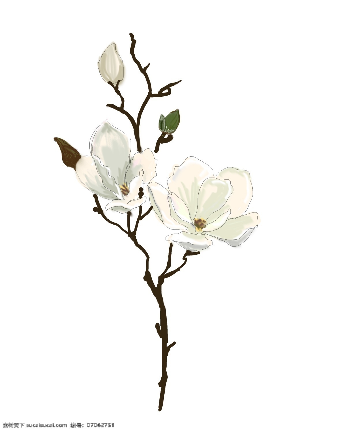 白色 花朵 装饰 插画 白色的花朵 绿色的叶子 植物装饰 卡通花朵 花朵装饰 鲜花花朵 花朵插画