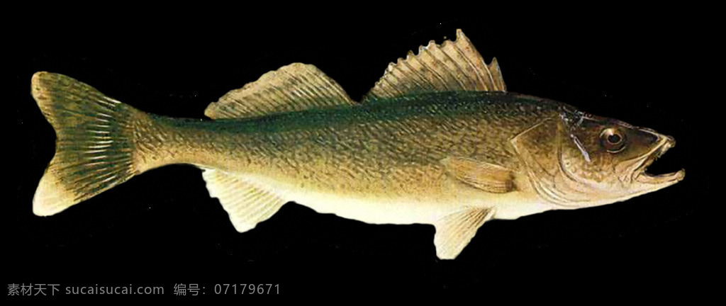 條 褐色 魚 側面圖 免 摳 透明 淡水魚圖片 淡水家魚 小型淡水魚 中型淡水魚 小淡水魚 淡水魚素材 漂亮淡水魚