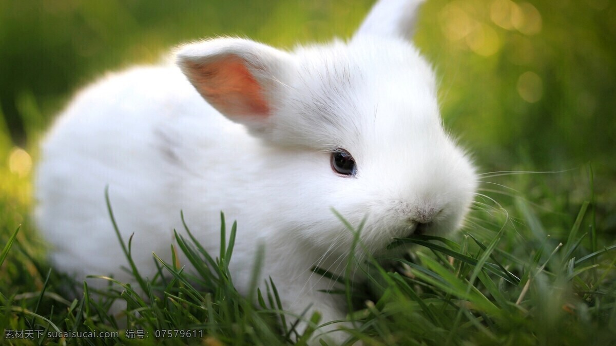 白兔 草地 兔子 小 兔 动物 小兔 生物世界 家禽家畜