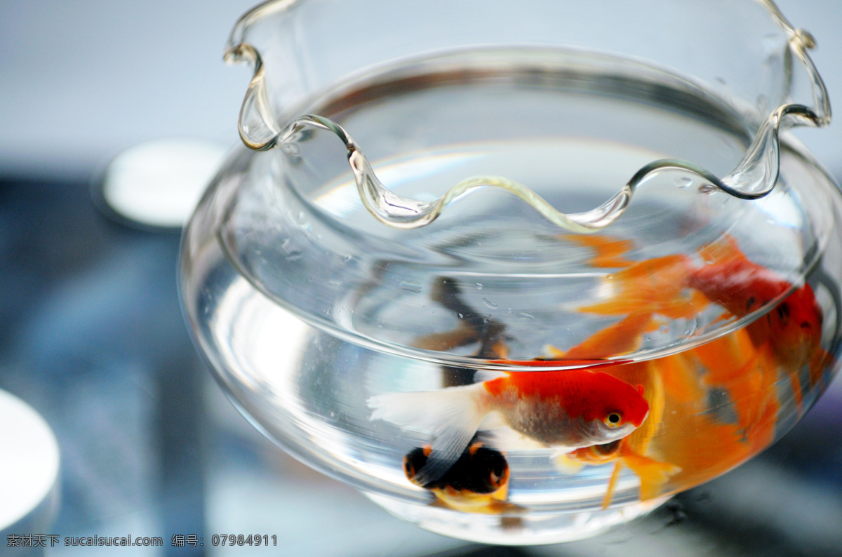 金魚(yú)缸 300 攝影圖庫(kù) 生物世界 魚(yú)類 魚(yú)缸 　 金魚(yú)