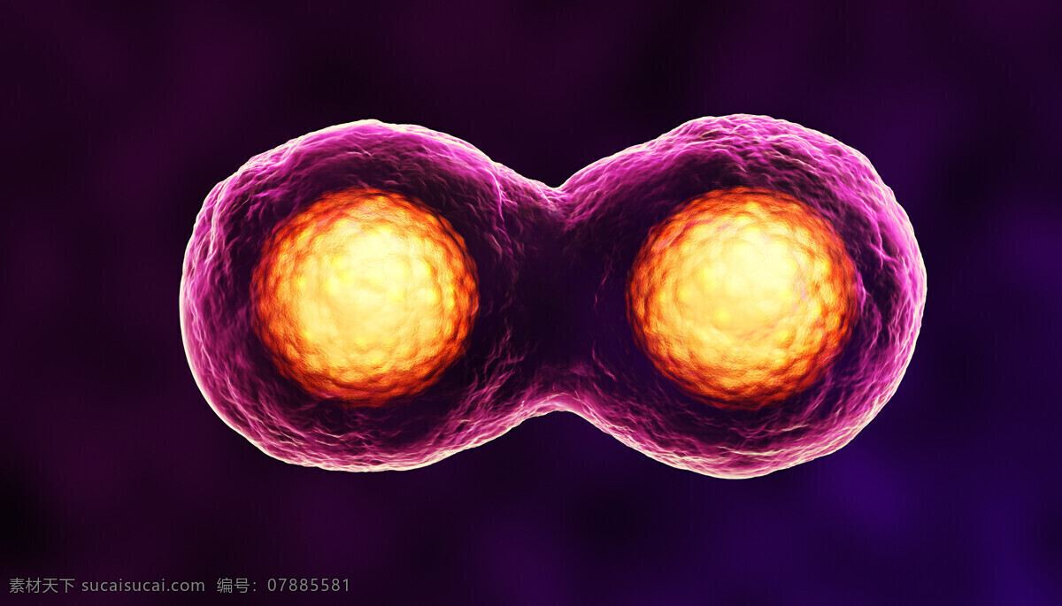 细胞 分裂 细胞分裂 细胞核 医疗图片 细胞膜 动画平面图 细胞图片 现代科技
