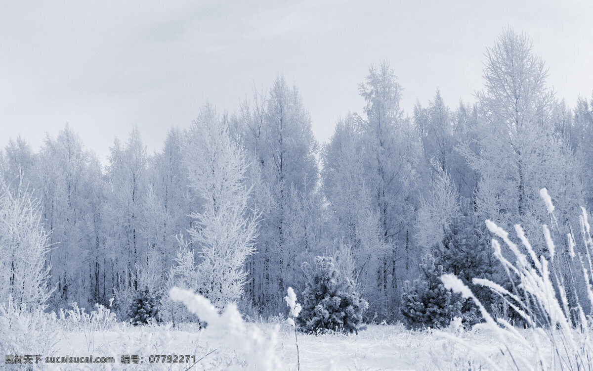 白雪皚皚 純白 景色 高清 白雪 冬日 樹木 日光 雪景 風(fēng)景 旅游攝影 自然風(fēng)景