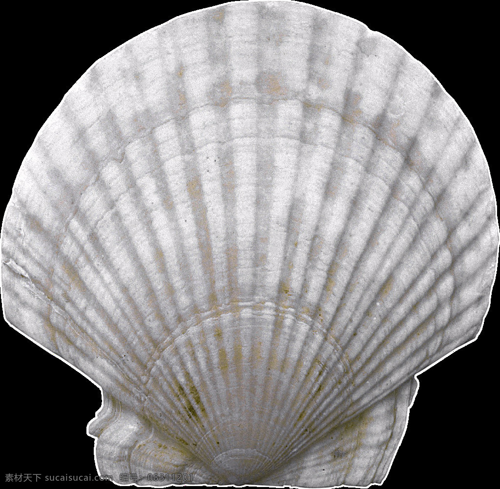白色 漂亮 贝壳 免 抠 透明 图 层 海螺简笔画 海螺摄影 贝壳素材 贝壳海星 失量图贝壳 动物的海洋 海洋动物图片 海边贝壳 沙滩海螺 贝壳海螺