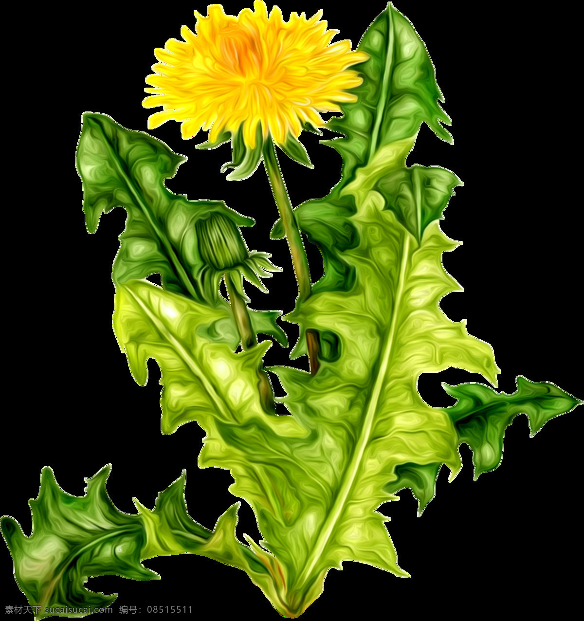 野生 向日葵 免 摳 透明 圖 層 菊花 大全 大圖 小菊花圖片 粉菊花 雛菊圖片 野菊花 白菊花 雛菊 菊花圖片 菊花素材 祭奠菊花 哀思菊花 菊花花束 菊花海報素材