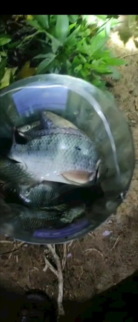 捉鱼 捕鱼 鱼 夜晚 晚上 晚上出动 手电光 大鲤鱼 多媒体 实拍视频 生活行为 mp4