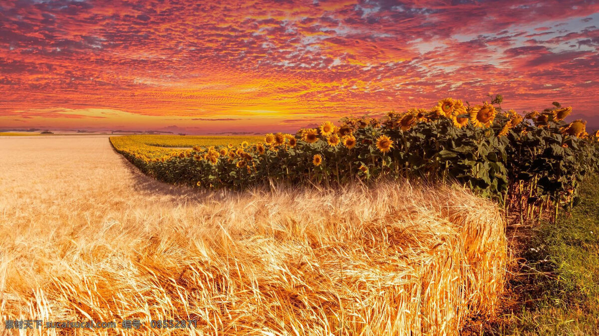 梦幻 般 田野 风景 梦幻般的天空 彩霞 红霞 金黄色的麦田 成熟的麦穗 美丽的向日葵 美丽的田野 高清壁纸 自然景观 田园风光