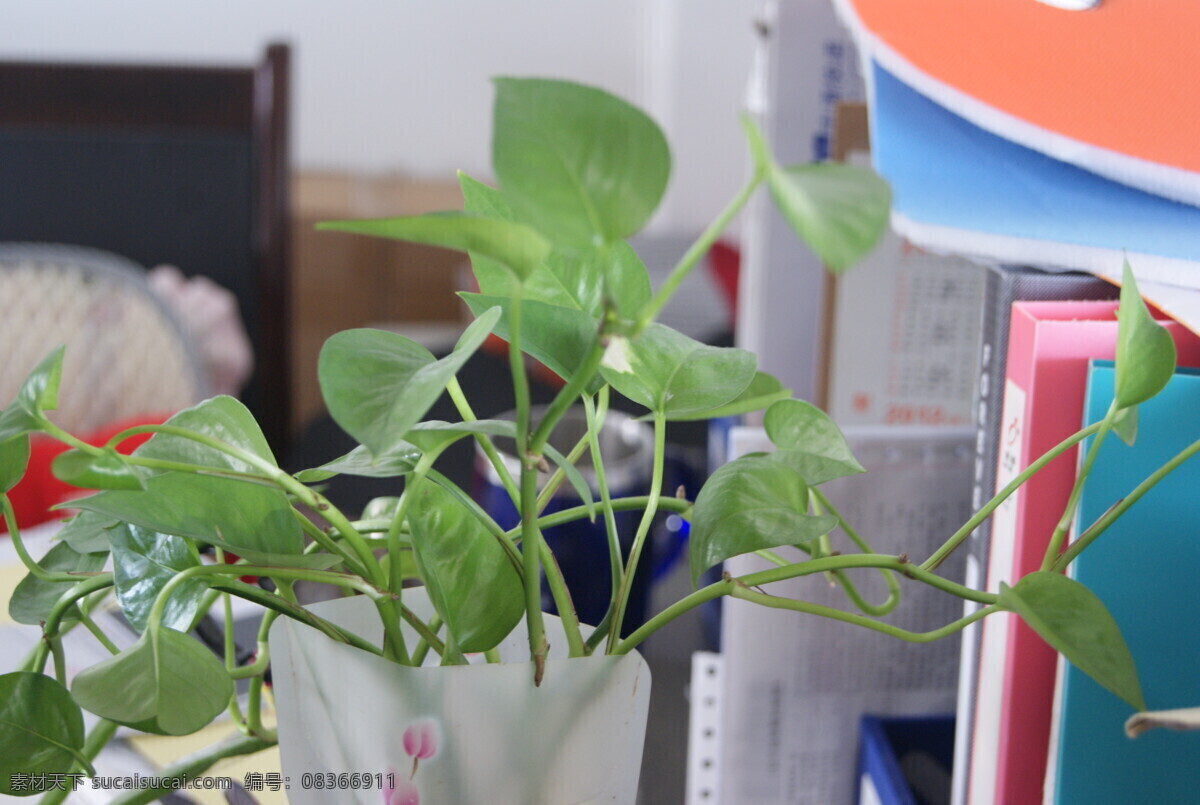 綠 蘿 辦公室 花草 綠蘿 綠色 盆景 生命 生物世界 植物 家居裝飾素材 室內(nèi)設(shè)計(jì)