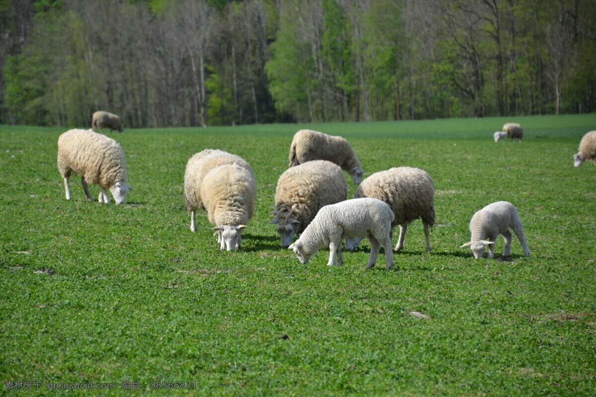 牧场羊群吃草 牧场 草地 放牧 羊群 小羊 羊羔 绵羊 白色羊群 家养 牲畜 牲口 动物 生物世界 家禽家畜