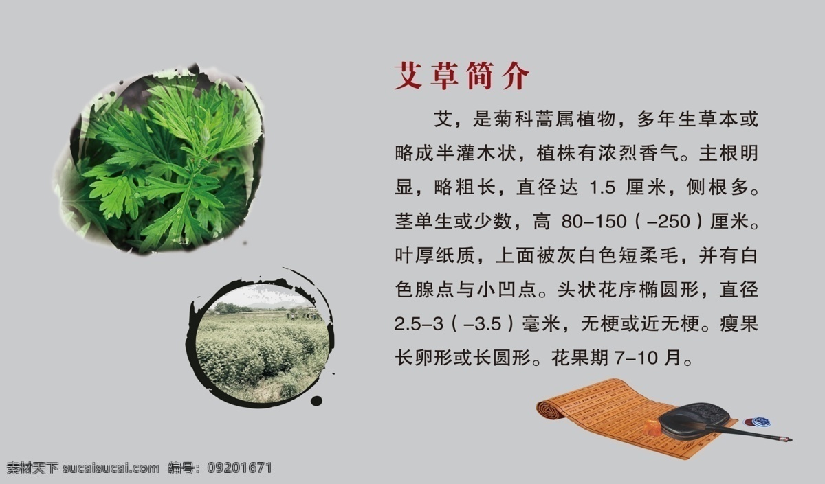 艾草简介 艾草文化 艾草图片 艾草 灰色背景