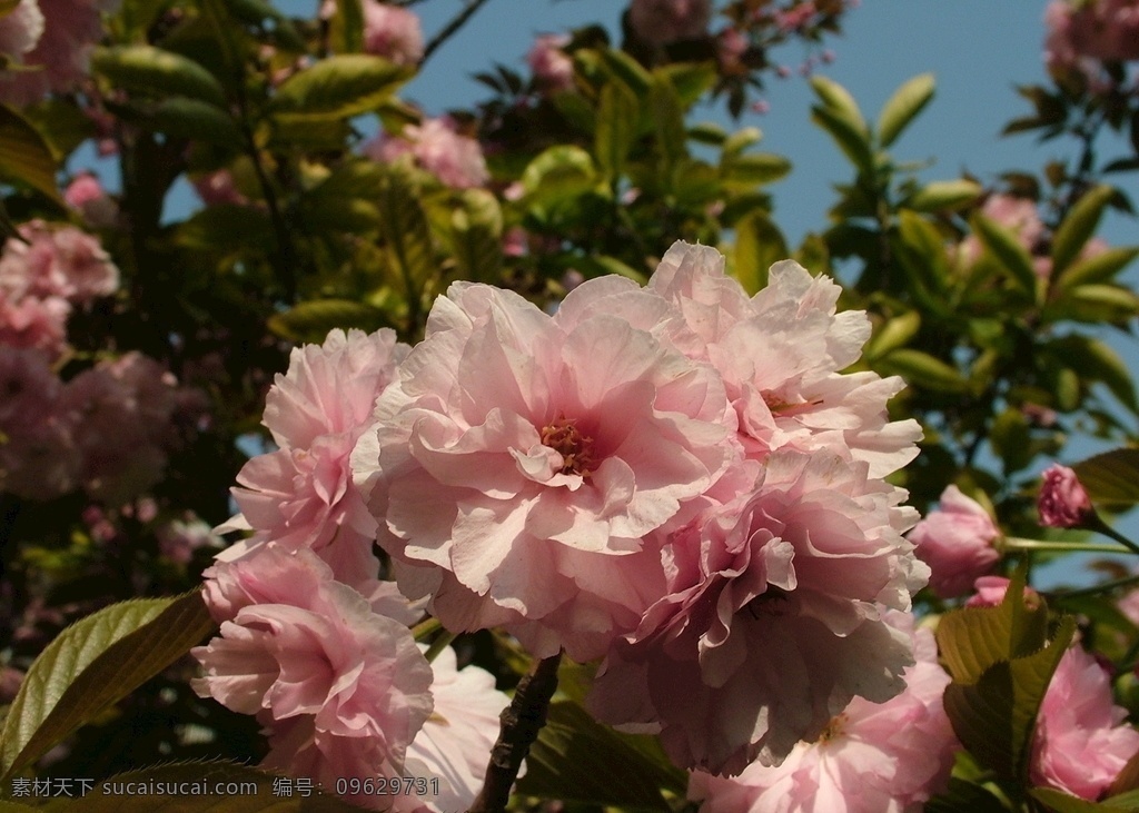 樱花 摄影作品 粉色 摄影素材 花朵 清晰 旅游摄影 自然风景