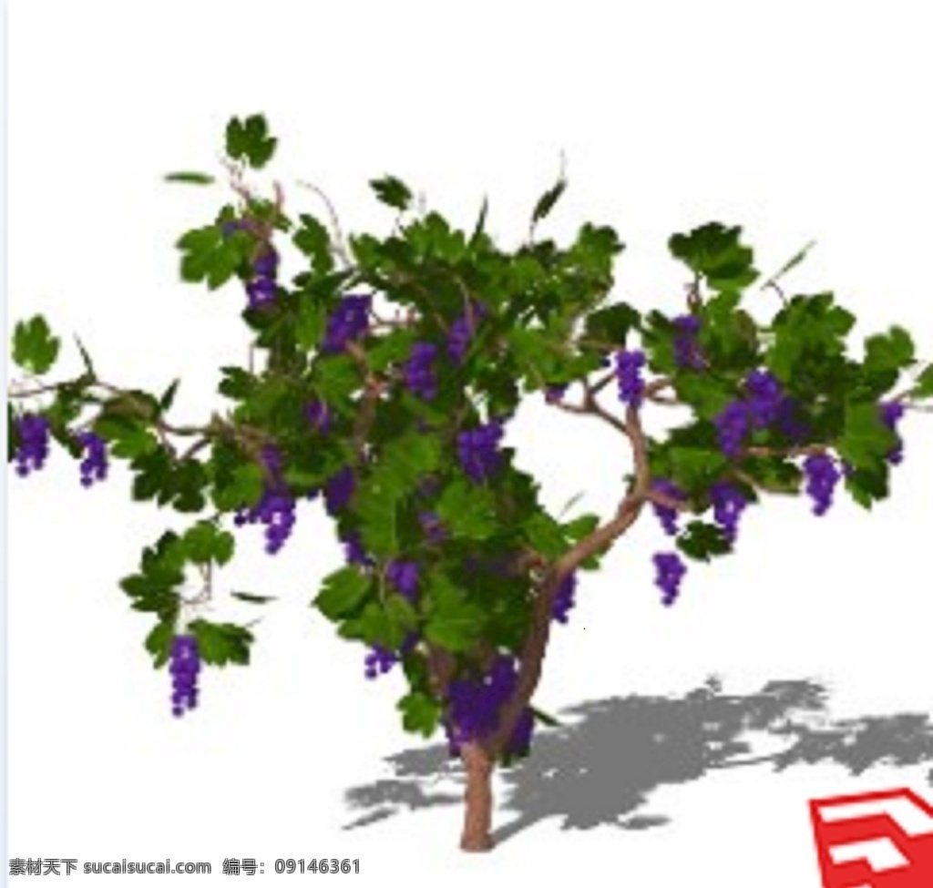 3d 葡萄 樹 葡萄藤 模型 skp 葡萄樹 葡萄夾 3d設計 3d作品