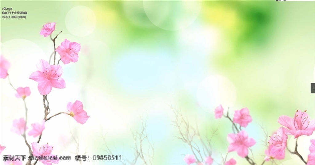 春天 唯美 清新 牡丹 花海 花朵 春暖花開(kāi) 蝴蝶 飛舞 歌舞 表演 演出 晚會(huì) 舞臺(tái) 大屏幕 大屏 led 舞美 背景 視頻 背景視頻 視頻素材 vj 大屏背景 舞美背景 led視頻 led背景 動(dòng)態(tài)視頻 演出背景 節(jié)目背景 植物花卉類(lèi) 多媒體 影視編輯 合成背景素材 mp4