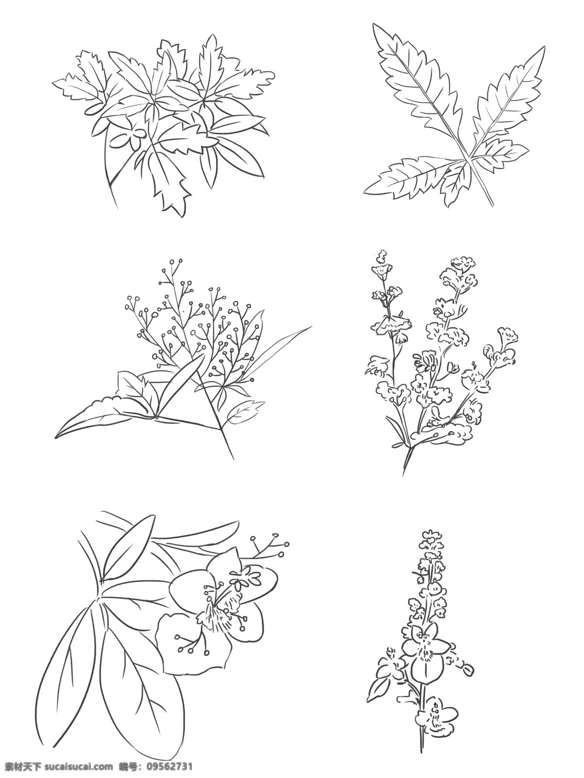荆条 线 稿 植物 手绘 黑白 线描 工笔 树叶 绿叶 花朵 碎花 装饰图案 荆条线稿