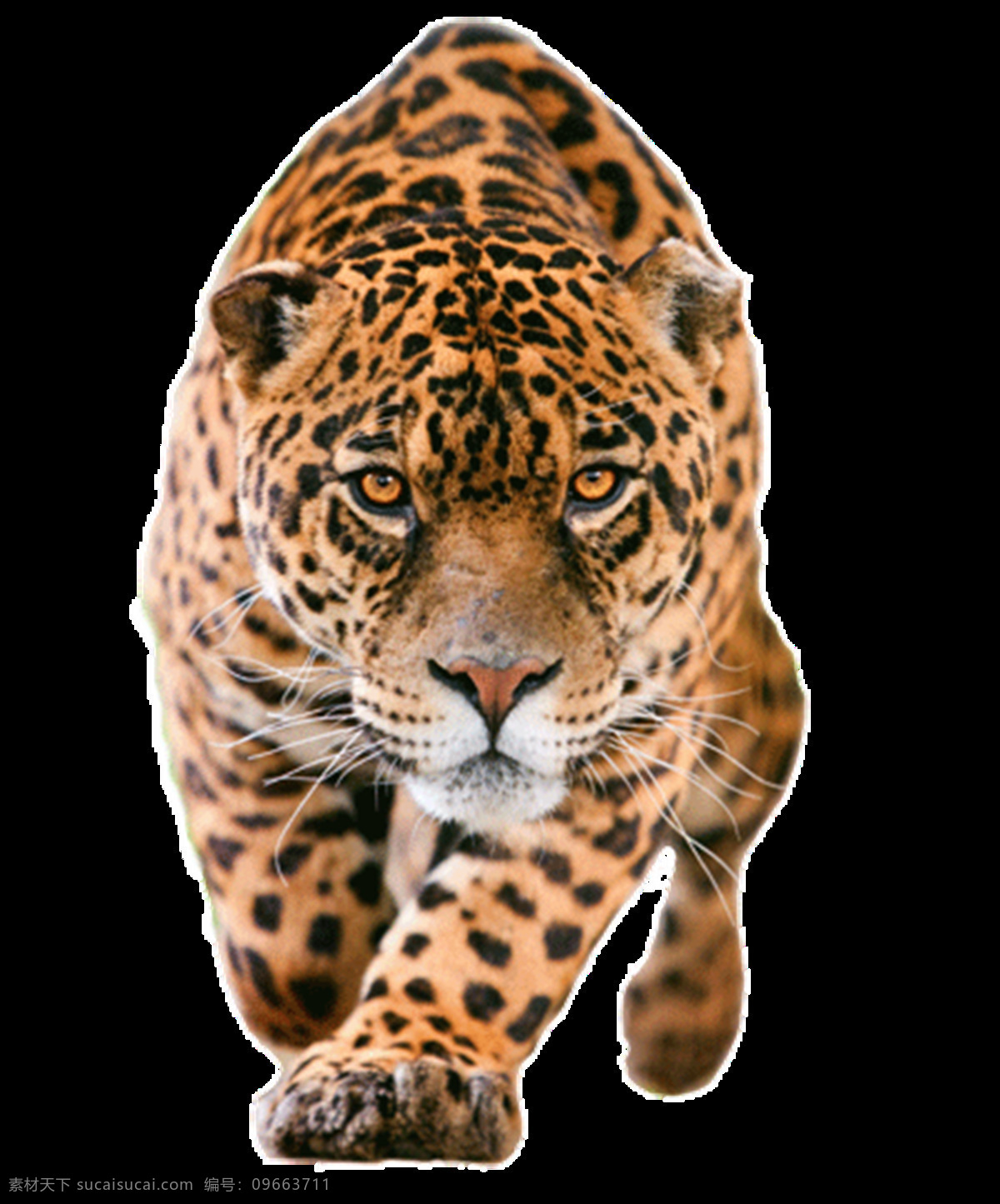 豹子图片 豹子 猎豹 豹 花豹 非洲豹 美洲豹 公豹 母豹 云豹 雪豹 虎豹 狮豹 png图 透明图 免扣图 透明背景 透明底 抠图 生物世界 野生动物