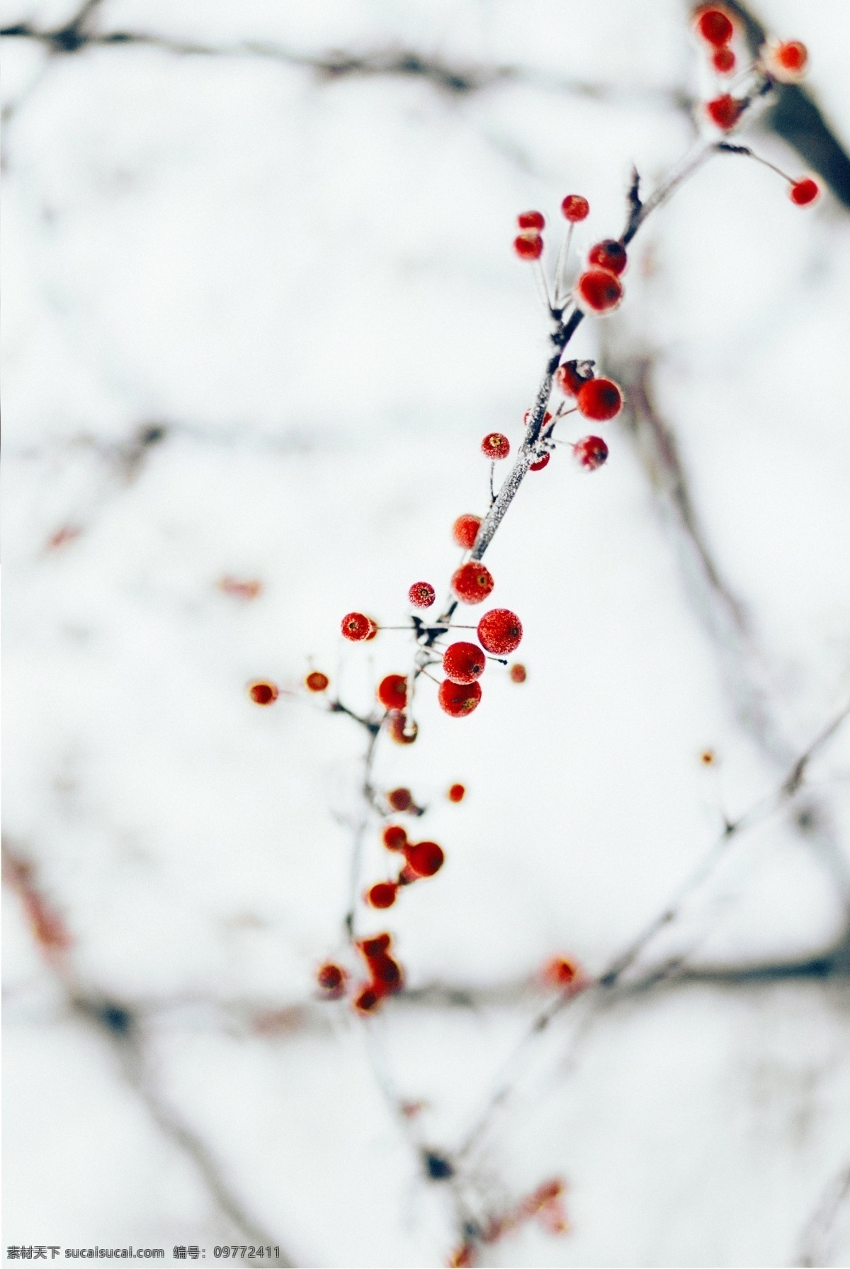 大雪 唯美 藍色 冰凍 背景 白雪 大寒 冬季背景 楓葉 紅葉 藍色背景 梅花 雪背景 雪地 雪花