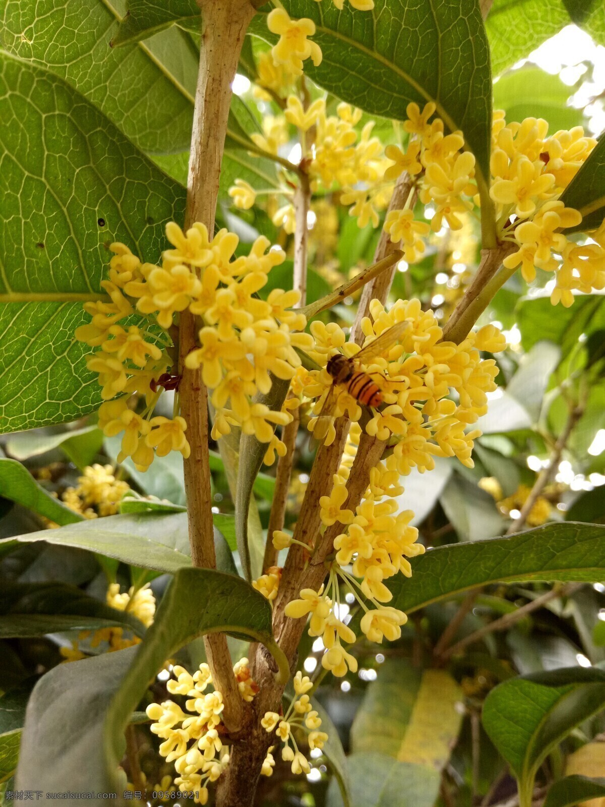 蜜蜂采桂花蜜 桂花 蜜蜂 采蜜 桂樹 植物 花卉 生物世界 花草